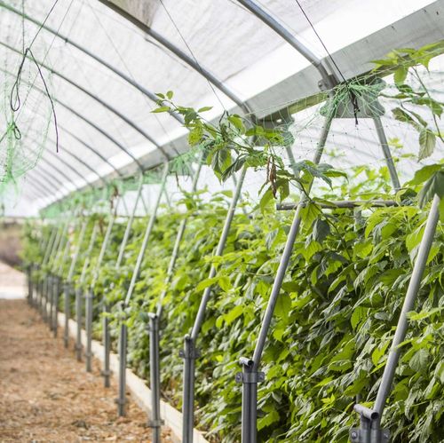 Serra multitunnel - Pata Toro - TÉCNICAS SANJORGE SL - per produzione ornamentale / in plastica / con struttura in acciaio