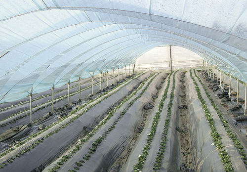 Film pacciamante - ECOPAC  - Guarniflon SpA - PATI Division - in plastica / biodegradabile