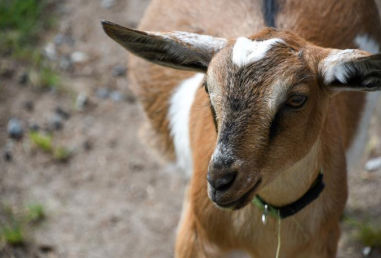 Integratore alimentare per aumento della produzione di latte - Milk Plus - Extrafarm Albania - per animali / per bovini / per caprini
