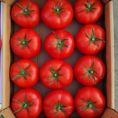 Semi di pomodoro rosso - NARİSU - Manier Seeds - rotondo / per colture in serra