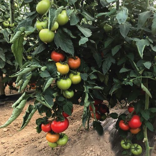 Semi di pomodoro rosso - TİRYAKİ - Manier Seeds