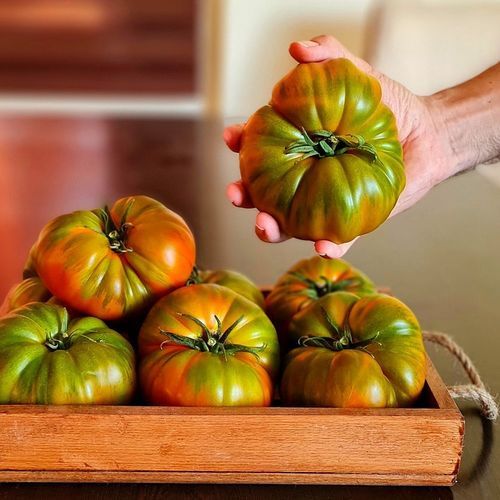 Semi di pomodoro rosso - DİLİMKAYA - Manier Seeds - medio-precoce / per colture in serra