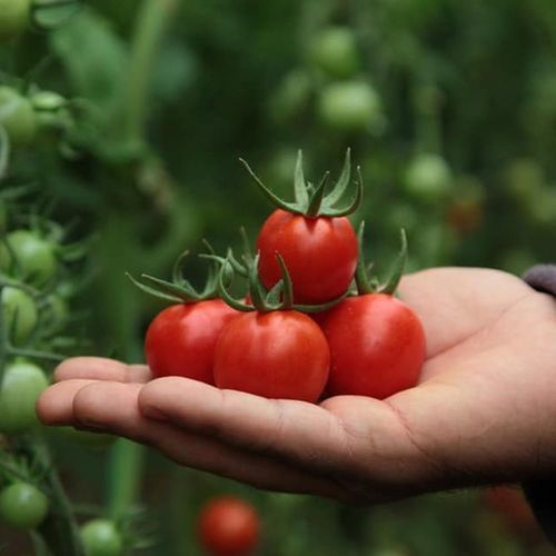 Semi di pomodoro rosso - ÖRGÜ - Manier Seeds - medio-precoce / rotondo