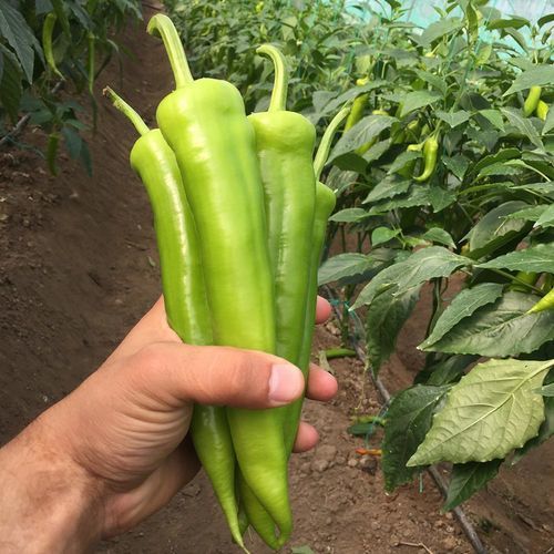 Semi di peperone precoce - SİMAY - Manier Seeds - verde