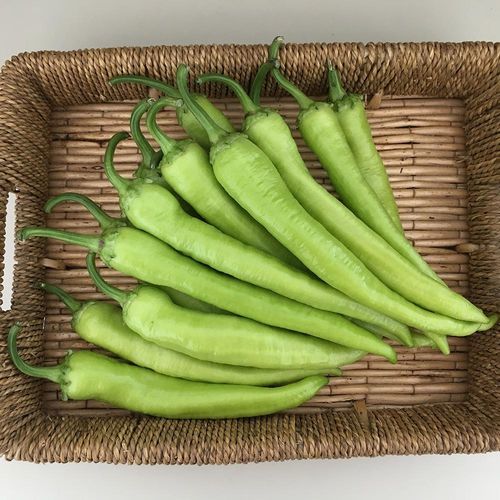Semi di peperone precoce - SELİN - Manier Seeds - verde