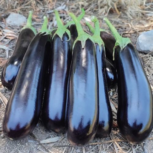 Semi di melanzana precoce - MRE 2093 - Manier Seeds - per colture in serra / cilindrico
