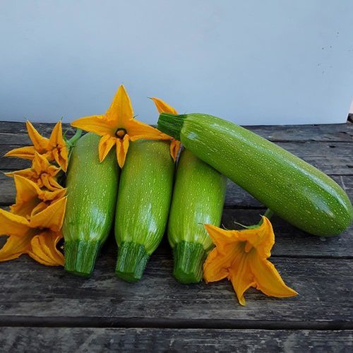 Semi di zucca a semina primaverile - TORPİDO - Manier Seeds - a semina autunnale / a semina estiva / per colture in serra