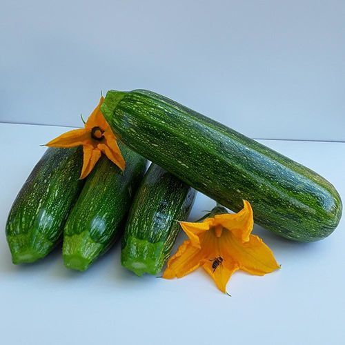 Semi di zucchina precoce - MRS 8014 - Manier Seeds - resistente all'oidio / cilindrico / verde