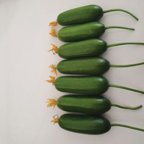 Semi di cetriolo a semina autunnale - MRC 9003 - Manier Seeds - per colture in serra / verde
