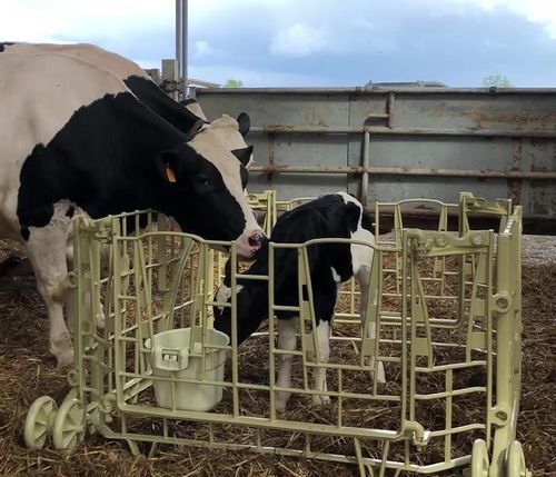 Box per l'allevamento - Calf Nest - Welfare-Farm - di protezione / per vitelli / condominiale