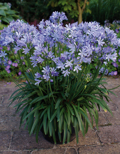 Pianta da fiore Perenne - CHARLOTTE® - Graines Voltz - Voltz Horticulture - viola / blu / per giardino