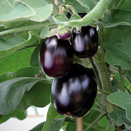 Semi di melanzana a semina estiva - JACKPOT F1 - Graines Voltz - Voltz Horticulture - ibrido