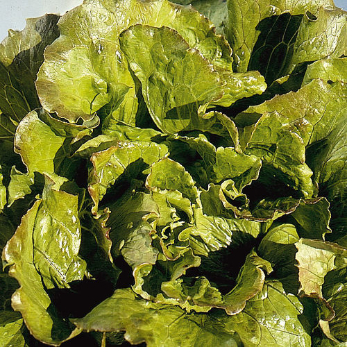 Sementi di lattuga resistente al virus del mosaico - CARMEN - Graines Voltz - Voltz Horticulture - biologica