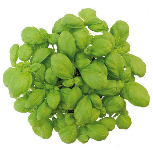 Semi di basilico resistente all'oidio - LOKI - Graines Voltz - Voltz Horticulture