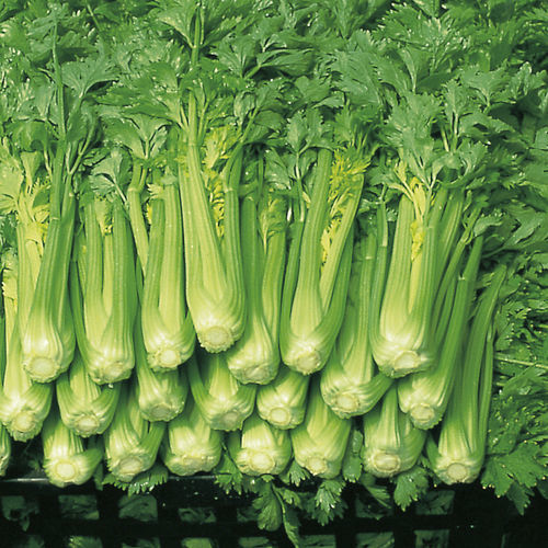 Semi di sedano a semina primaverile - LINO - Graines Voltz - Voltz Horticulture