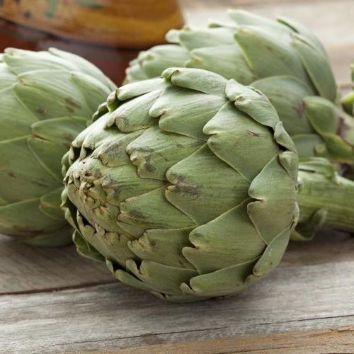 Sementi di carciofo extra precoce - Imperial Star - MSL GmbH & Co. KG - Perenne / a semina estiva