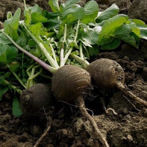 Sementi di ravanello tardiva - Black Spanish Round - MSL GmbH & Co. KG - inverno / biologica