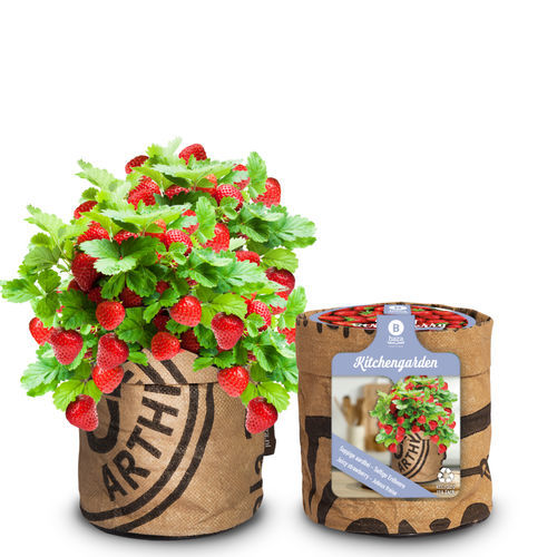 Semi di fragola rosso - 18027020 - BAZA Seeds Holland b.v. - biologico