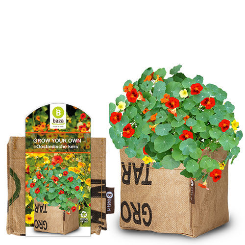 Pianta da fiore Perenne - NASTURTIUM - BAZA Seeds Holland b.v. - rosso / giallo / arancione