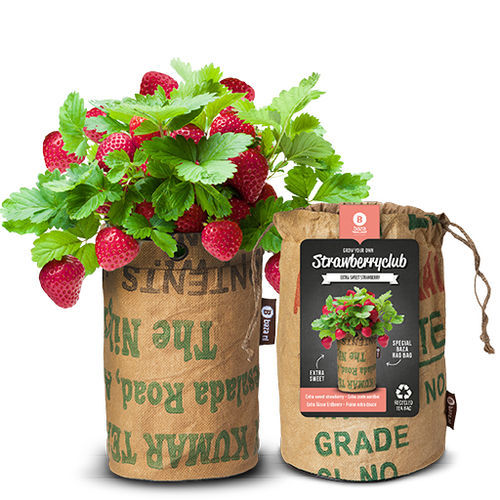 Semi di fragola biologico - 18027561 - BAZA Seeds Holland b.v. - rosso