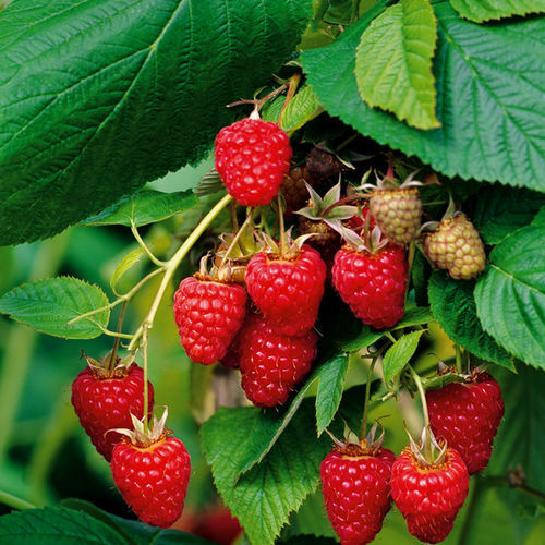 Arbusto da frutto - RUBUS IDAEUS - Vivai Toso Orlando Soc. Agricola