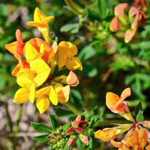 Foraggio di ginestrino - MALEJAK - SEED SERVICE s.r.o. - per alimentazione animale / per strutturazione del terreno / per restituzione di azoto