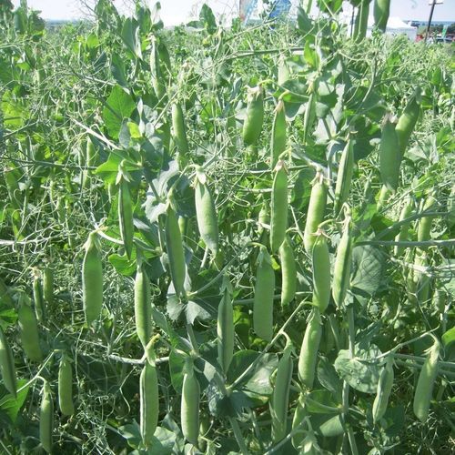 Sementi di pisello da foraggio inverno - ENDURO - SEED SERVICE s.r.o. - medio-precoce / extra precoce / a semina primaverile