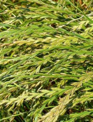 Foraggio di festulolium - TATRAN - SEED SERVICE s.r.o. - per alimentazione animale / per pascolo / per bovini