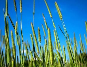 Foraggio di fleolo dei prati - LEXANNA / KABA - SEED SERVICE s.r.o. - per alimentazione animale / per strutturazione del terreno / per bovini