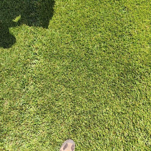 Sementi da prato - Festuca arundinacea KARAKUM - SEED SERVICE s.r.o.