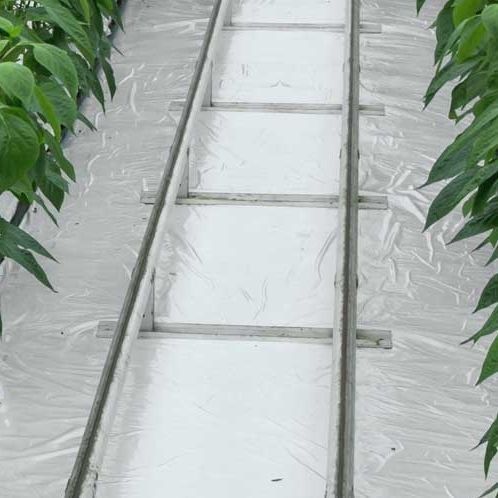 Film per serra - GLAESERgrow - in plastica / anti UV / bianco