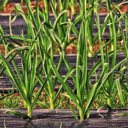 Telo pacciamante anti-UV - GLAESERgrow - in polipropilene / con protezione UV