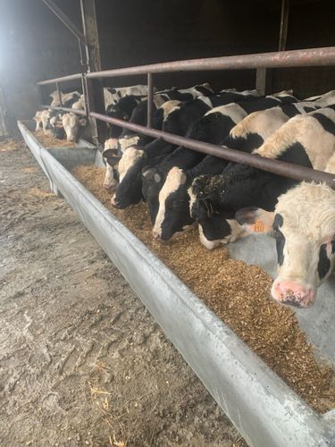 Trogolo per bovini - Féret Préfa Béton - per suini / per cavalli / in calcestruzzo