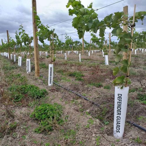Tubo di protezione per piante per vigneto - Plastrip - per arboricoltura / 100% senza plastica / materia prima 100% naturale