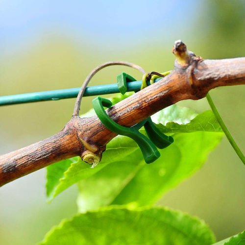 Clip ad anello per supporto piante per pomodori - VINCLIPSML - Plastrip - per vigna