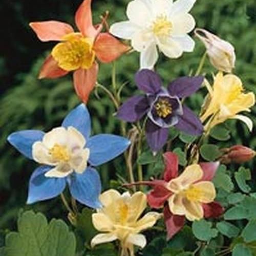 Pianta da fiore Perenne - MC KANA HYBRIDS - BOWECO VOF - rosso / blu / bianco
