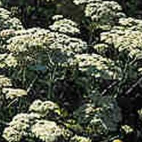 Pianta da fiore Perenne - ALABASTER - BOWECO VOF - bianco / giallo / per aiuola