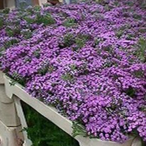 Pianta da fiore Perenne - LILAC BEAUTY - BOWECO VOF - viola / rosa / per giardino