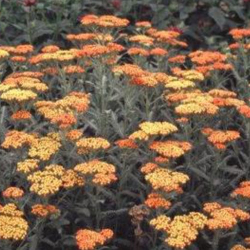 Pianta da fiore Perenne - TERRACOTTA - BOWECO VOF - arancione / per aiuola / per giardino