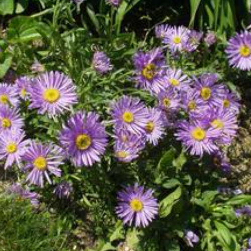 Pianta da fiore Perenne - GOLIATH - BOWECO VOF - blu / per giardino / per aiuola