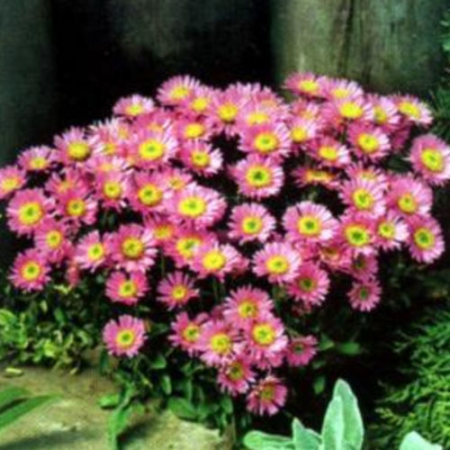 Pianta da fiore Perenne - HAPPY END - BOWECO VOF - rosa / per giardino / da vaso