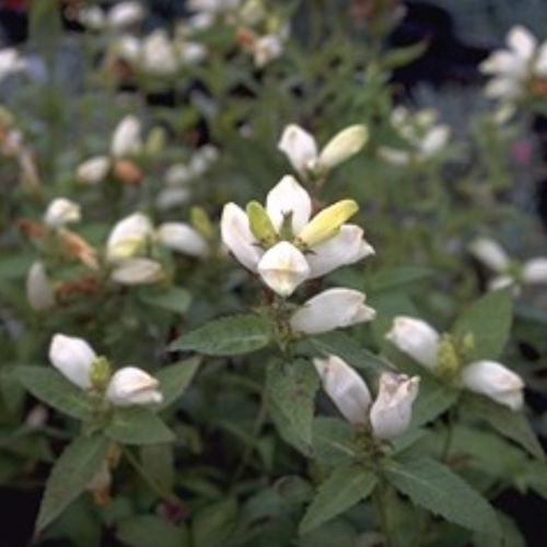 Pianta da fiore Perenne - ALBA - BOWECO VOF - bianco / per aiuola / per giardino