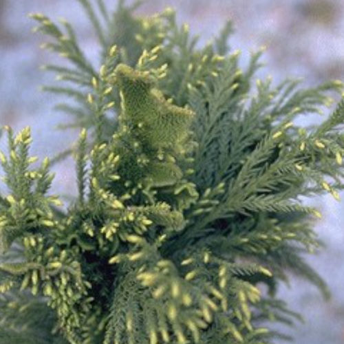 Albero resinoso - CRISTATA - BOWECO VOF
