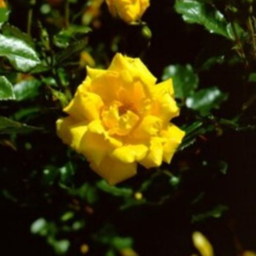 Arbusti da fiore a fiori gialli - ALL GOLD - BOWECO VOF
