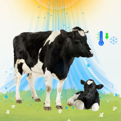 Integratore alimentare per animali - Rumicool™ - VitaTrace Nutrition Ltd - per bovini / di proteine / di calcio