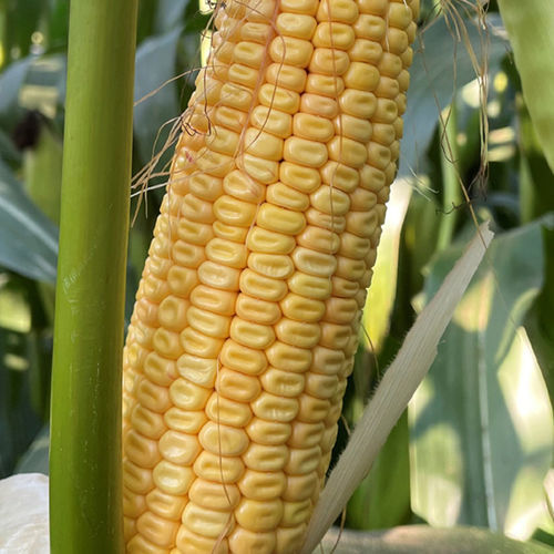 Semi di mais per cereali - BRV2355A - Brevant - per insilato / ibrido