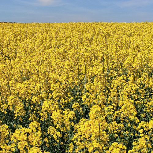 Semi di colza medio-precoce - BRV723 - Brevant - inverno / resistente alla sclerotinia / resistente ai phoma