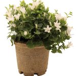 vaso di origine vegetale