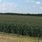 semi di mais extra precoceP7892DuPont Pioneer