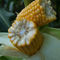 semi di mais extra precoceMAS 075.BMas Seeds
